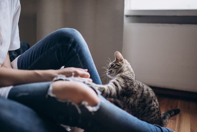 Eine Frau spielt mit einer Katze, was gibt es für Jobs im Tierheim?