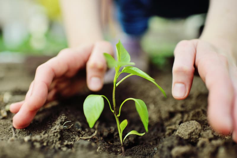 Ein Mensch pflanzt Samen in den Boden, was sind nachhaltige Jobs?